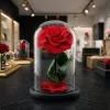 Forever rose 01 Forever rose 01