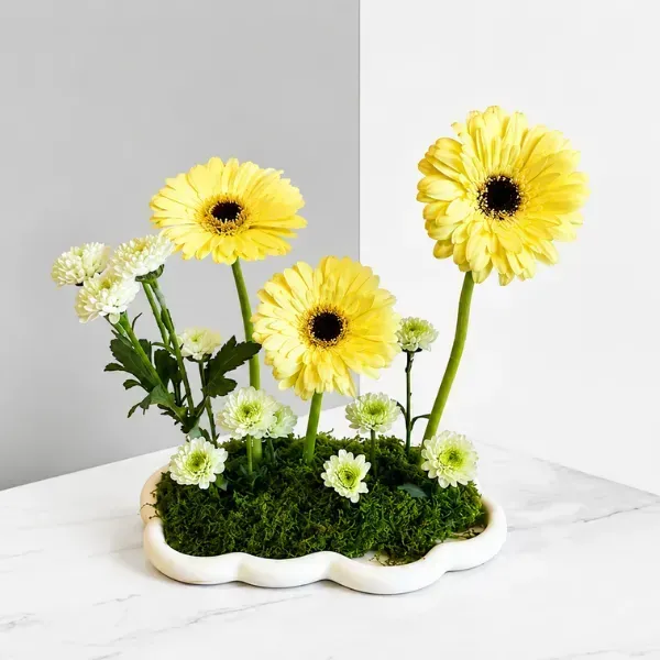 Sunshine Yellow Gerbera & Moss Cloud Ceramic Flower Arrangement 1 Sunshine Yellow Gerbera & Moss Cloud Ceramic Flower Arrangement